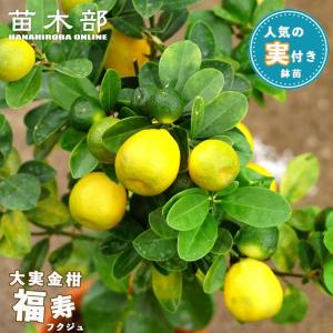 金柑 苗 大実きんかん 福寿 1年生接木苗 : 苗木部 花ひろばオンライン