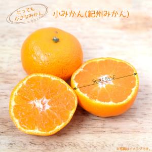 □優良2年生大苗□ みかん 苗木 【種なし小みかん 無核紀州 （むかくき