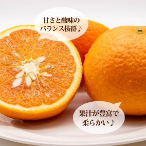 みかん 苗木 清見オレンジ 3年生接木大苗 産...の詳細画像2