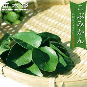 仏手柑 （ぶっしゅかん） 2年生接木苗 : 苗木部 花ひろばオンライン