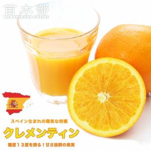 オレンジ 苗木 クレメンティン (クレメンティナ...の商品画像