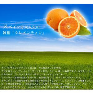 オレンジ 苗木 クレメンティン (クレメンティ...の詳細画像4