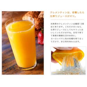オレンジ 苗木 クレメンティン (クレメンティ...の詳細画像5