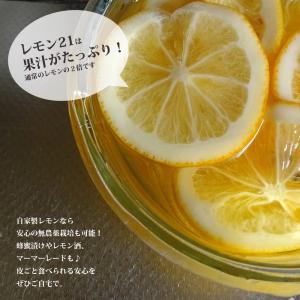 早なりレモンの木 レモン21 1年生 3.5号...の詳細画像1