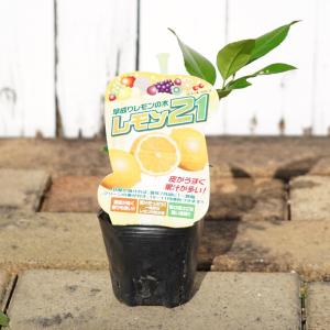 早なりレモンの木 レモン21 1年生 3.5号...の詳細画像2