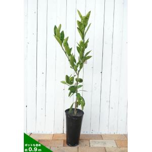 みかん 苗木 みはや 温州みかん 2年生接木苗...の詳細画像2