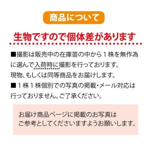 みかん 苗木 みはや 温州みかん 2年生接木苗...の詳細画像3