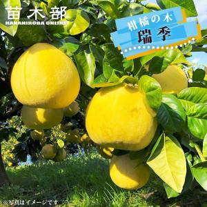 晩白柚】 3年生接木苗 大苗 バンペイユ ザボン ※納期指定:発送予定