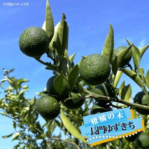 柚子 苗木 種なし柚子 多田錦 3年生接木大苗 産地で剪定済 1.0m苗