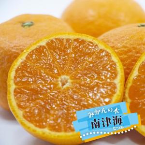 日向夏 （ニューサマーオレンジ） 1年生接木苗 爆買いweek : 苗木部 花