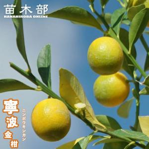 金柑 苗 にんぽうきんかん 3年生接木苗 予約販売10〜11月頃入荷予定