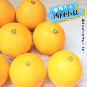 種なし日向夏 （西内小夏） 2年生接木苗 5号ロングポット 予約販売10〜11月頃入荷予定