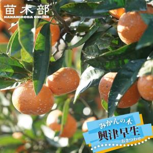 チェリモヤ レッドチェリモヤ 接木 3-4号ポット苗 アンノナ : 苗木部