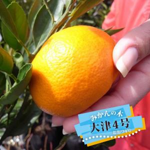 みかん 苗木 青島温州みかん 3年生接木大苗 産地で剪定済 1.0m苗