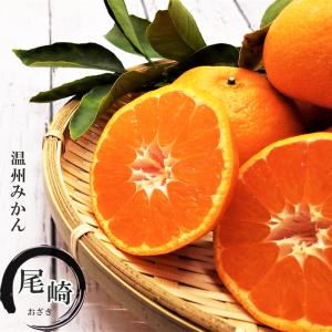 みかん 苗木 南柑20号 温州みかん 1年生接木苗 爆買いweek : 苗木部 花