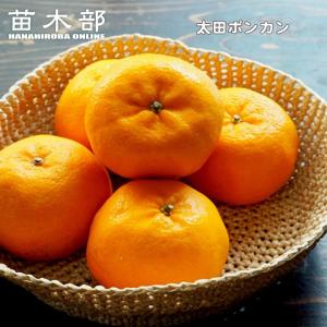 ポンカン 苗 太田ポンカン 3年生接木大苗 産地で剪定済 1.0m苗 : 苗木