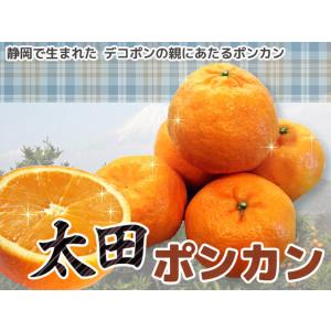 ポンカン 苗 太田ポンカン 1年生接木苗の詳細画像1