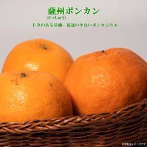 ポンカン 苗 薩州ポンカンオレンジ 2年生接木苗