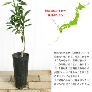 ポンカン 苗 薩州ポンカンオレンジ 1年生 接木苗の詳細画像1