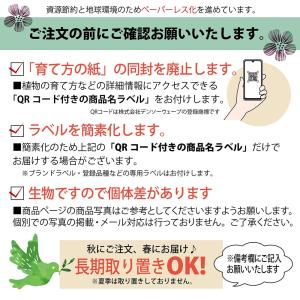 ポンカン 苗 薩州ポンカンオレンジ 1年生 接木苗の詳細画像3