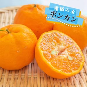 みかん 苗木 はるか 3年生接木大苗 産地で剪定済 1.0m苗 登録品種