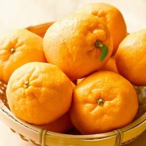 ポンカン 苗 2年生接木苗の詳細画像1