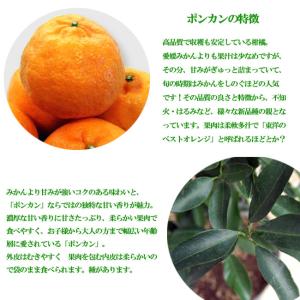 ポンカン 苗 2年生接木苗の詳細画像3