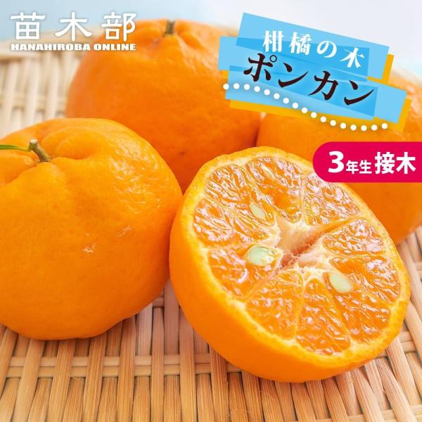 ポンカン 苗 3年生接木大苗