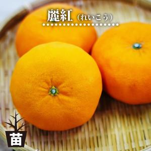 ブラッドオレンジ 苗 【ブラッドオレンジ モロ】 3年生 接ぎ木 約1.0m