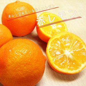 香水レモン（パキスタンレモン） ：果樹苗 柑橘苗 苗木 接木 苗 みかん