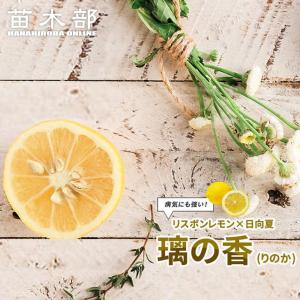 レモン　璃の香　２年生　りのか　苗　苗木　柑橘　果物　果樹　果樹苗　レモン苗 レモン 璃の香 2年生 りのか 苗 苗木 柑橘 果物 果樹 果樹苗 レモン苗