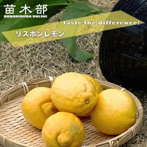 寒さに強いレモンの木 リスボンレモン 1年生接木苗 予約販売10〜11月頃入荷予定