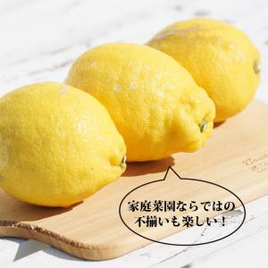 寒さに強いレモンの木 リスボンレモン 1年生接...の詳細画像1