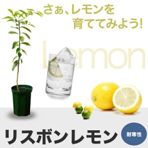 寒さに強いレモンの木 リスボンレモン 1年生接...の詳細画像2