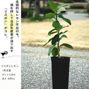寒さに強いレモンの木 リスボンレモン 1年生接...の詳細画像3