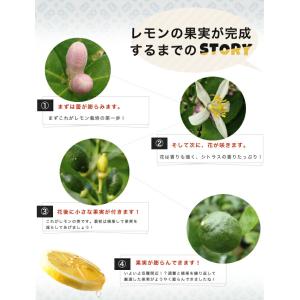 寒さに強いレモンの木 リスボンレモン 1年生接...の詳細画像4
