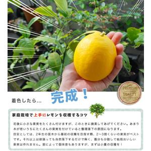 寒さに強いレモンの木 リスボンレモン 1年生接...の詳細画像5