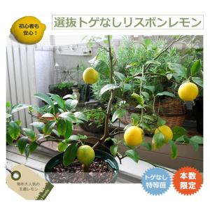 寒さに強いレモンの木 選抜トゲなしリスボン 1...の詳細画像3