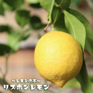 レモンの木 リスボンレモン 3年生接木大苗 産地で剪定済 1.0m苗｜hanahirobaonline