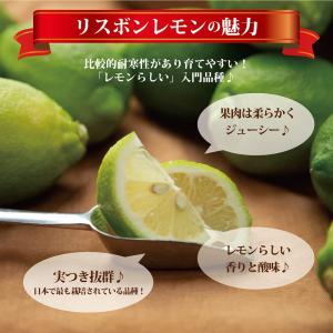 寒さに強いレモンの木 リスボンレモン 3年生接...の詳細画像2