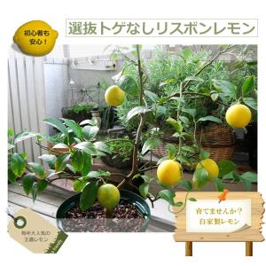 寒さに強いレモンの木 選抜トゲなしリスボン 2...の詳細画像1
