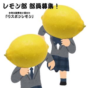 レモン部14期生 入部届け 入部テスト合格後にレモン2年生 接ぎ木 苗 鉢植え栽培セットをお届けします。｜hanahirobaonline