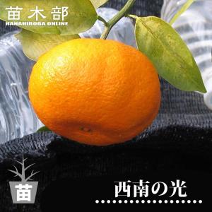 日向夏 （ニューサマーオレンジ） 1年生接木苗 爆買いweek : 苗木部 花