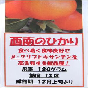 みかん 苗木 西南のひかり (西南の光) 1年...の詳細画像5