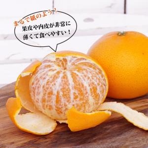 せとか みかん 3年生接木大苗 産地で剪定済 ...の詳細画像1