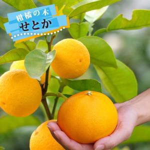 せとか】 素掘り苗 2年生接木苗 柑橘※納期指定:発送予定2026年3