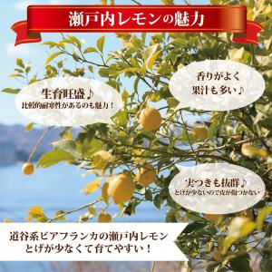 レモンの木 瀬戸内レモン 2年生接木苗 角鉢植えの詳細画像1