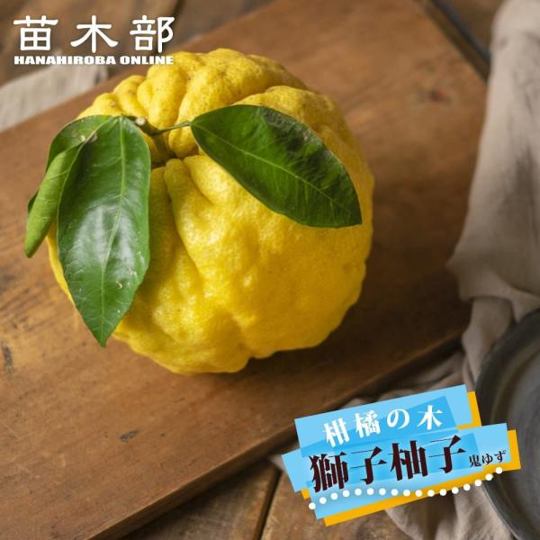 柚子 苗木 獅子柚子 （鬼柚子） 3年生接木大苗 シシユズ オニユズ 産地で剪定済 1.0m苗