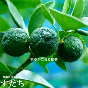 種なしすだち3年生接木大苗 産地で剪定済 1.0m苗 : 苗木部 花ひろば