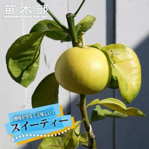 クリオロ種 限定1鉢 国産カカオの実から育てたカカオ苗 カカオ クリオロ種 ボスケ・ブランカ 1年生実生苗 3号ポット